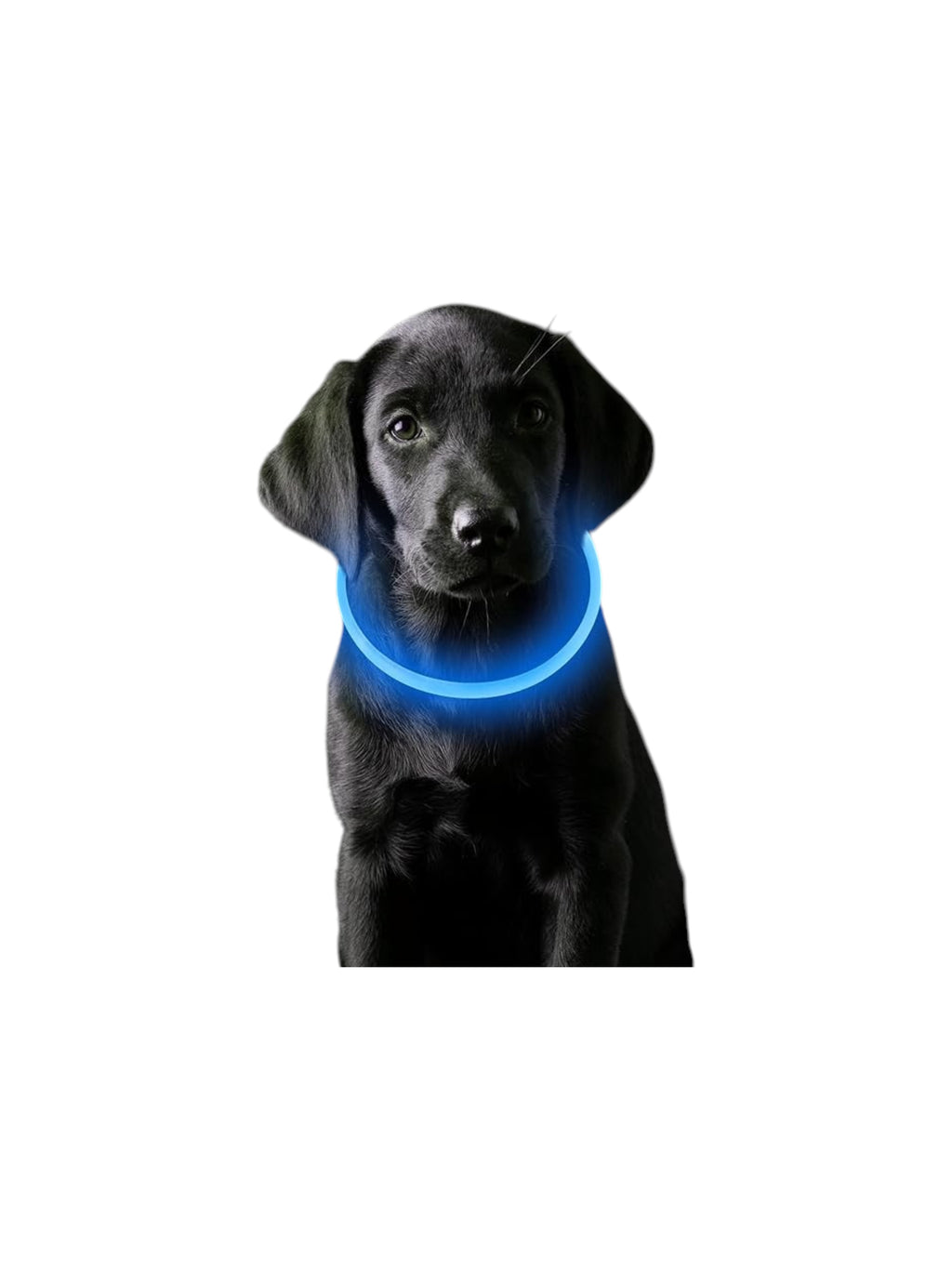 Collar Luminoso de Seguridad para Mascotas Recargable