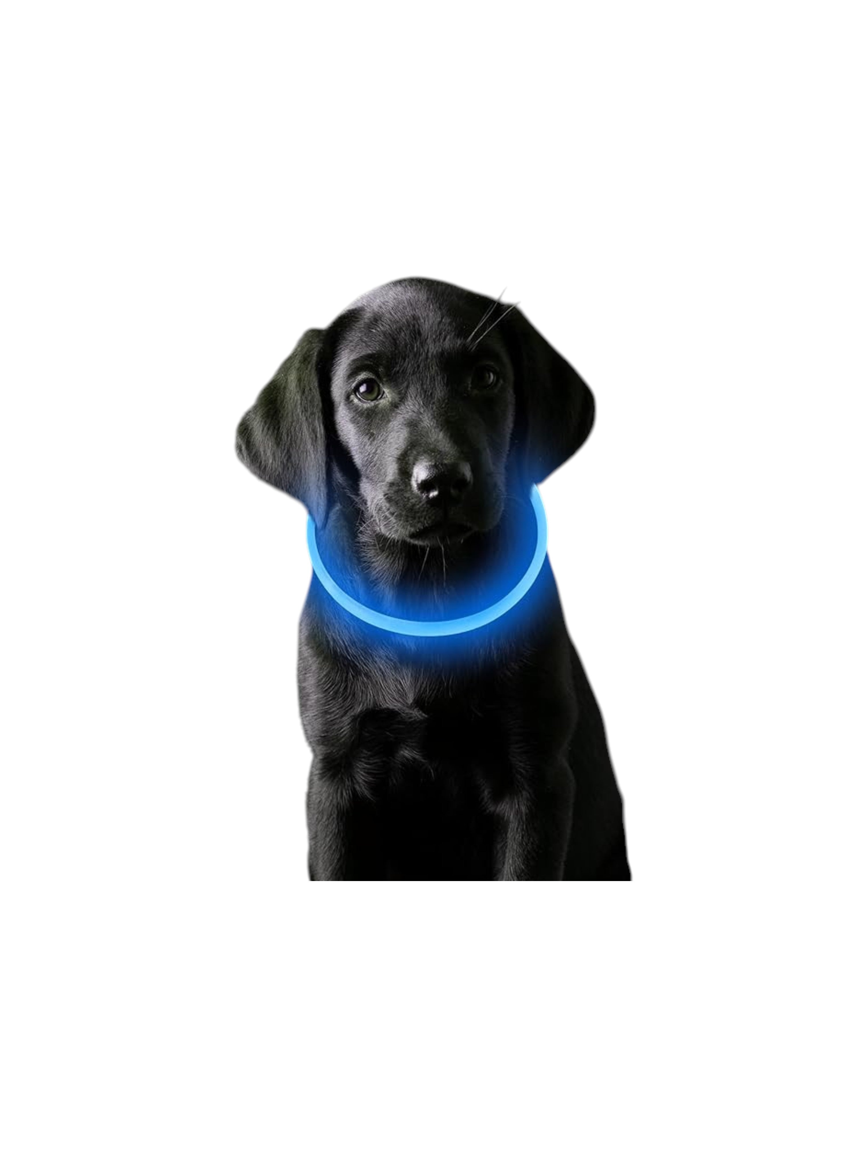 Collar Luminoso de Seguridad para Mascotas Recargable